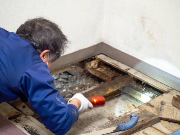 Best Mold Inspection  in Adrian, MI