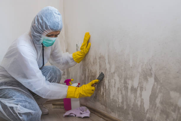 Home Mold Removal in Adrian, MI