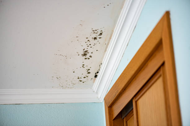 Best Residential Mold Removal  in Adrian, MI