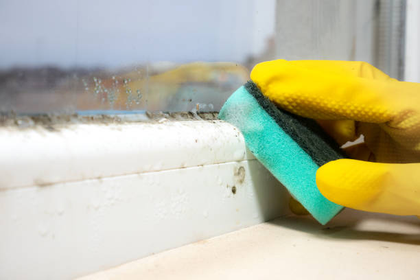 Best Certified Mold Removal  in Adrian, MI