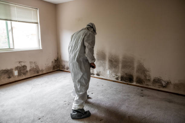 Best Attic Mold Removal  in Adrian, MI