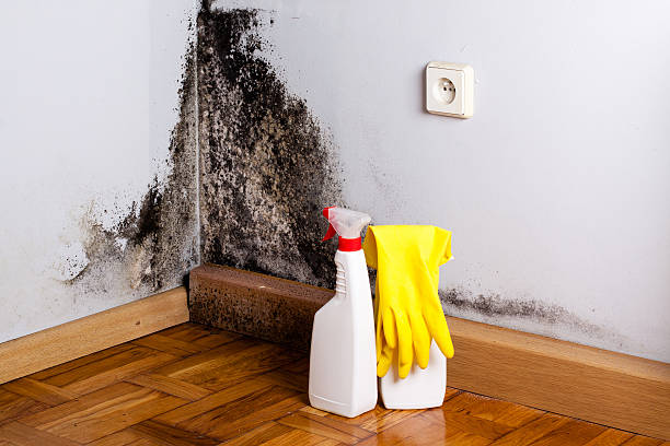 Best Black Mold Removal  in Adrian, MI