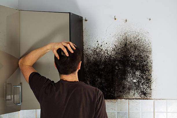 Best Mold Cleaning Services  in Adrian, MI